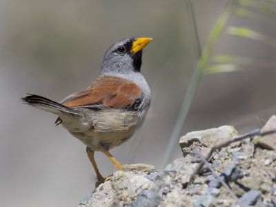 Great Inca Finch - Grote Incagors - Chipiu remarquable