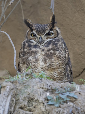 Lesser Horned Owl - Magelhaenoehoe - Grand-duc de Magellan