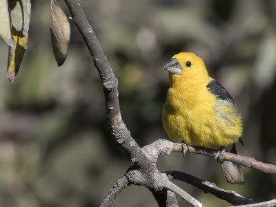 Golden Grosbeak - Geelbuikkardinaal - Cardinal  tte jaune