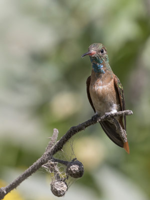 Amazilia Hummingbird - Lessons Amazilia - Ariane de Lesson
