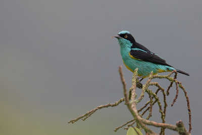 Yellow-tufted Dacnis - Geelpluimpitpit - Dacnis  plumets jaunes (m)