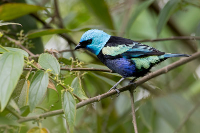 Blue-necked Tanager - Azuurkoptangare - Calliste  cou bleu