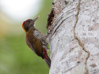 Red-rumped Woodpecker - Roodstuitspecht - Pic  croupion rouge
