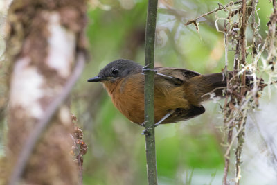 Parker's Antbird - Parkers Miervogel - Grisin de Graves (f)