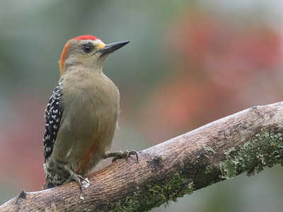 Red-crowned Woodpecker - Roodkruinspecht - Pic  couronne rouge (m)
