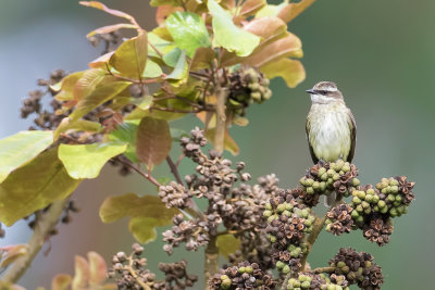 Piratic Flycatcher - Piraattiran - Tyran pirate