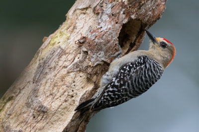 Red-crowned Woodpecker - Roodkruinspecht - Pic  couronne rouge (m)