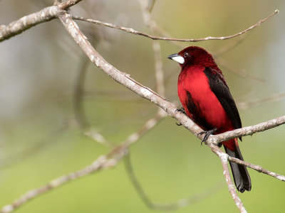 Crimson-backed Tanager - Roodbuiktangare - Tangara  dos rouge (m)