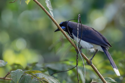 Black-chested Jay - Zwartborstgaai - Geai  poitrine noire