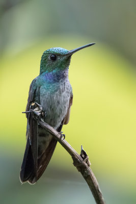 Blue-chested Hummingbird - Blauwborstamazilia - Ariane aimable