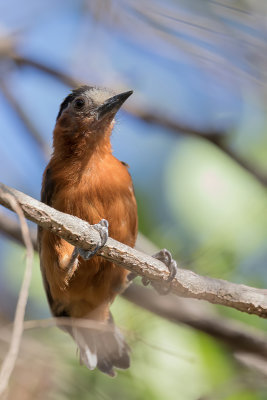 Chestnut Piculet - Rosse Dwergspecht - Picumne cannelle