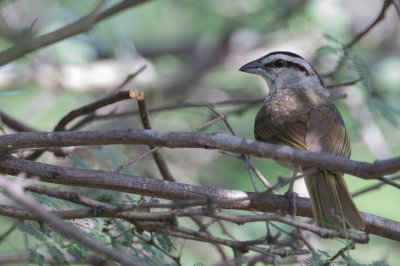 Tocuyo Sparrow - Tocuyugors - Tohi de Tocuyo