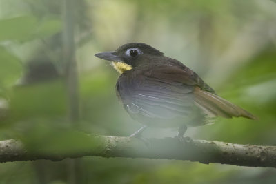 Red-tailed Bristlebill - Roodstaartblada - Bulbul moustac