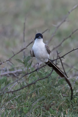 Fork-tailed Flycatcher - Vorkstaartkoningstiran - Tyran des savanes