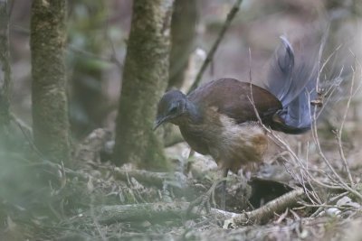 Albert's Lyrebird - Alberts Liervogel - Ménure d'Albert