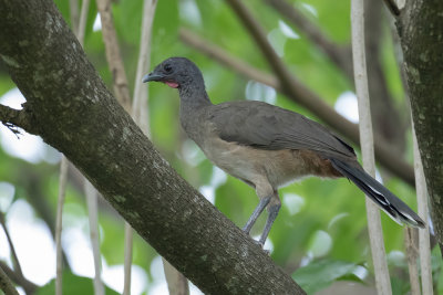 Rufous-vented Chachalaca - Roodbuikchachalaca - Ortalide  ventre roux