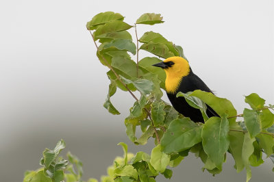 Yellow-hooded Blackbird - Geelkaptroepiaal - Carouge  capuchon (m)