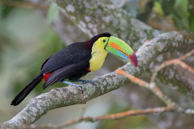 Keel-billed Toucan - Zwavelborsttoekan - Toucan  carne