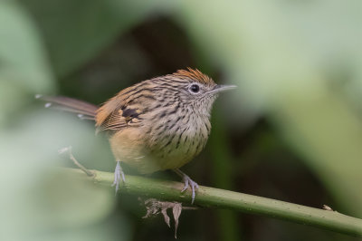 Santa Marta Antbird - Santa-Martamiervogel - Grisin des Santa Marta (f)