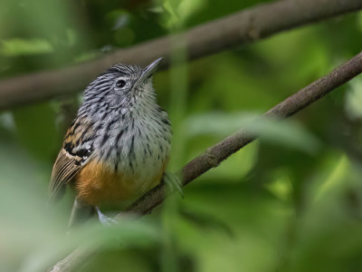 Santa Marta Antbird - Santa-Martamiervogel - Grisin des Santa Marta (m)