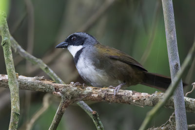 Sierra Nevada Brushfinch - Bangs' Struikgors - Tohi de Colombie