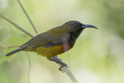 Humblot's Sunbird - Grande-Comorehoningzuiger - Souimanga de Humblot (m)