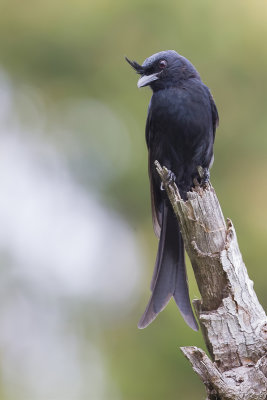 Crested Drongo - Kuifdrongo - Drongo malgache