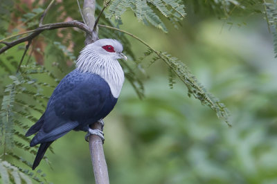 Comoro Blue Pigeon - Comorese Blauwe Duif - Founingo des Comores