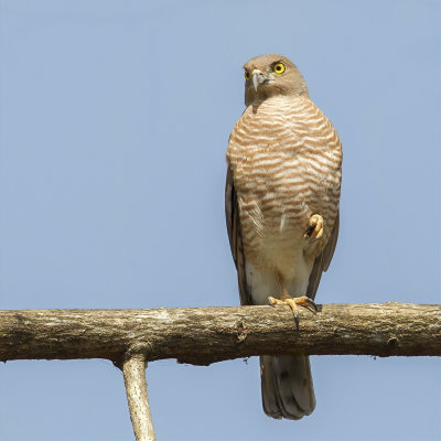 Frances's Sparrowhawk - Madagaskarshikra - pervier de Frances (m)