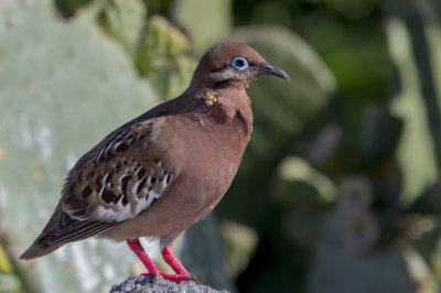 Galapagos Dove - Galpagostreurduif - Tourterelle des Galapagos
