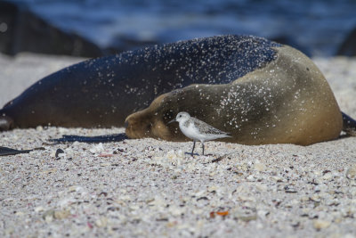 Sanderling - Drieteenstrandloper - Bcasseau sanderling