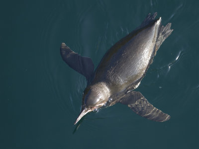 Galapagos Penguin - Galpagospingun - Manchot des Galapagos