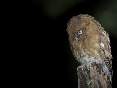 Santa Marta Screech Owl - Santa-Martaschreeuwuil - Petit-duc des Santa Marta