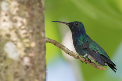 Sapphire-throated Hummingbird - Saffierkeelkolibrie - Colibri faux-saphir (m)