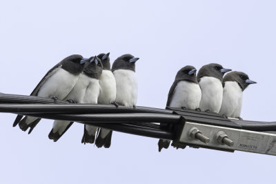 White-breasted Woodswallow - Witborstspitsvogel - Langrayen à ventre blanc