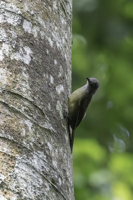 Kakamega Greenbul - Kakamegabuulbuul - Bulbul de Kakamega