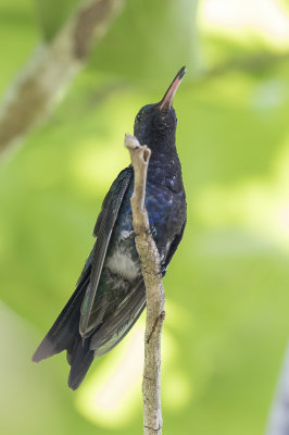 Sapphire-bellied Hummingbird - Lillies Kolibrie - Colibri de Lillian (m)