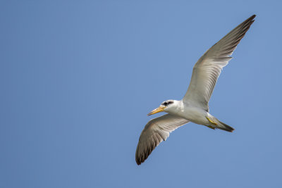 Large-billed Tern - Grootsnavelstern - Sterne  gros bec