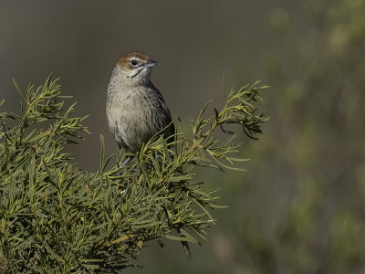 Cape Grassbird - Kaapse Grasvogel - Sphnoque du Cap