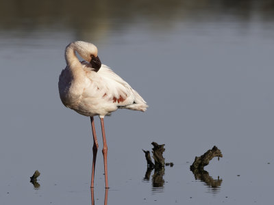 Lesser Flamingo - Kleine Flamingo - Flamant nain