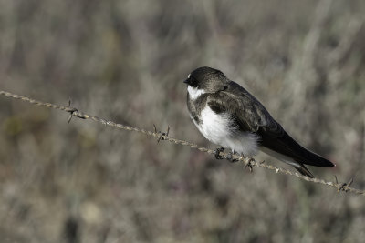 Banded Martin - Witbrauwzwaluw - Hirondelle  collier