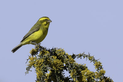 Yellow Canary - Geelbuikkanarie - Serin de Sainte-Hlne (m)