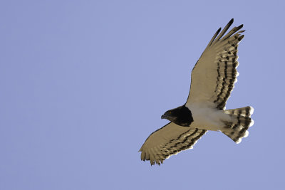 Black-chested Snake Eagle - Zwartborstslangenarend - Circate  poitrine noire