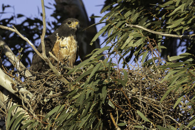 Jackal Buzzard - Jakhalsbuizerd - Buse rounoir