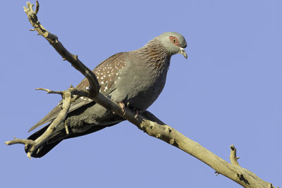 Speckled Pigeon - Gespikkelde Duif - Pigeon roussard