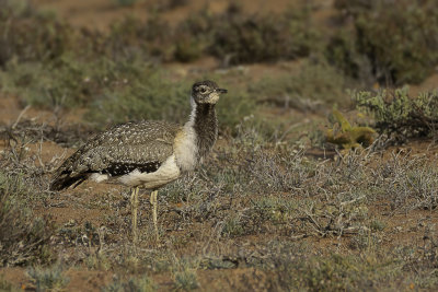 Ludwig's Bustard - Ludwigs Trap - Outarde de Ludwig