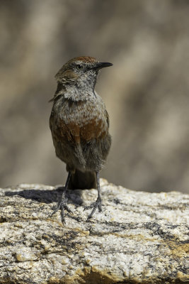 Cinnamon-breasted Warbler - Kopjeszanger - Camaroptre cannelle