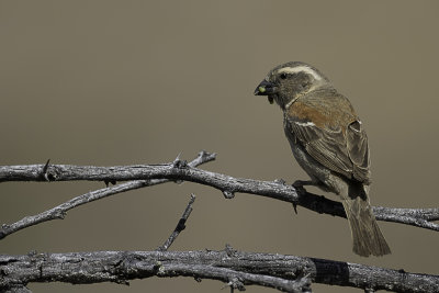 Cape Sparrow - Kaapse Mus - Moineau mlanure (f)