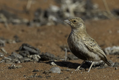 Grey-backed Sparrow-Lark - Grijsrugvinkleeuwerik - Moinelette  dos gris (f)