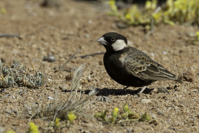 Grey-backed Sparrow-Lark - Grijsrugvinkleeuwerik - Moinelette  dos gris (m)